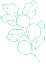 cradis-fruit-green-cherry-shape-03-2