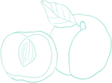cradis-fruit-Pale-Aqua-apricot-shape-03-2