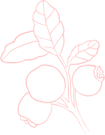 cradis-fruit-rose-cherry-shape-03-2